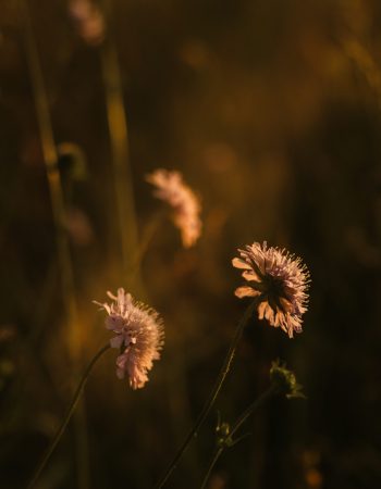 Fotografie Bern | SilvaFernandes