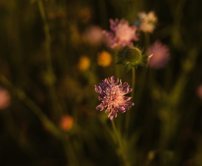Fotografie Bern | SilvaFernandes